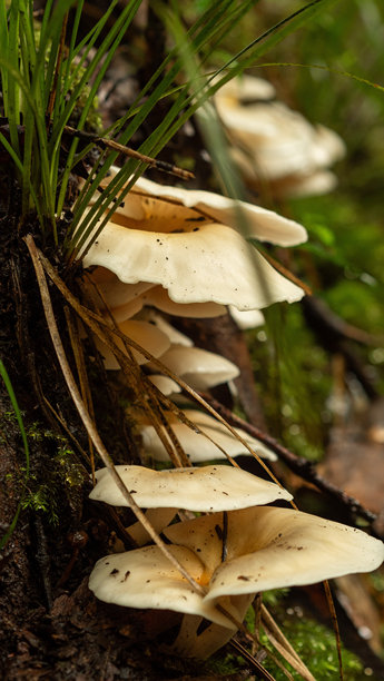热带雨林中的野生蘑菇高分辨率库存图片图片下载