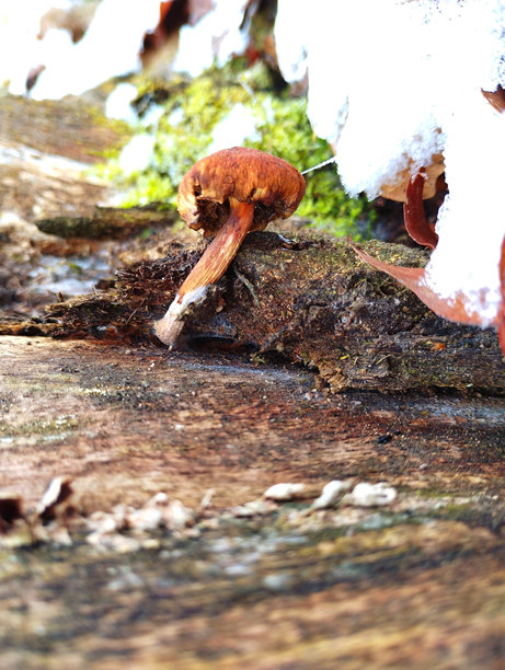 森林中老树桩上的老褐色蘑菇。垂直照片展示了一种有毒的树木真菌。图片下载
