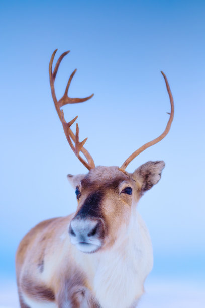 斯堪的纳维亚的驯鹿肖像。自然中的野生动物。农场上的家畜。冬季和动物。寒冷的天气和霜冻。适合明信片、背景和壁纸的照片。图片下载