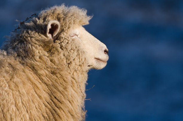 家养羊的特写侧面肖像。羊在享受阳光。搞笑的家畜动物照片。图片下载