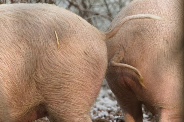 家猪（学名：Sus domesticus）在猪圈里的底部。搞笑动物照片。图片下载