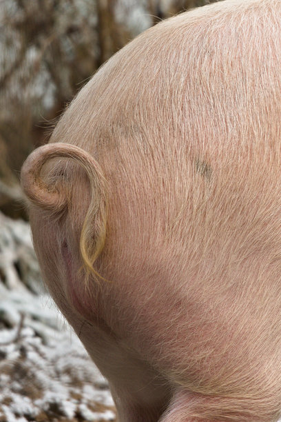 家猪（学名：Sus domesticus）在猪圈里的底部。搞笑动物照片。图片下载