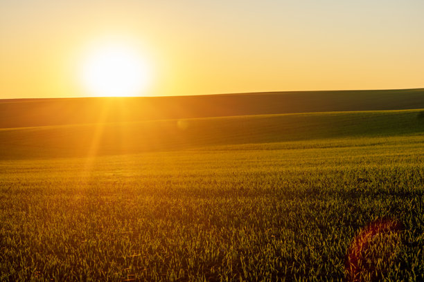 温暖的阳光照耀着田野中均匀生长的嫩芽。适用于有机农业、肥料和健康土壤的文章照片。图片下载