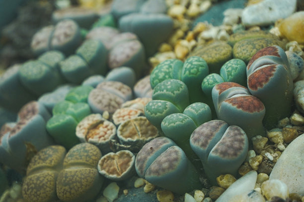 一张石头花植物的特写照片。图片下载