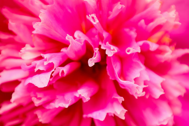 牡丹特写背景图片。图片下载