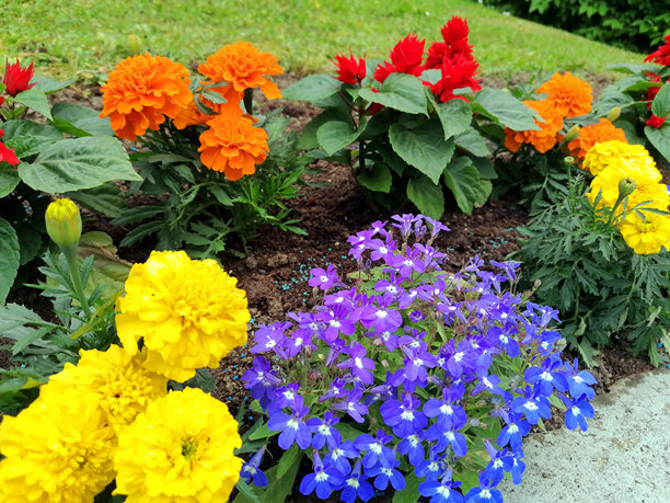 美丽的多彩花坛在绿色草坪上。色彩缤纷的花园特写。花园创意的库存照片。花坛库存照片。图片下载