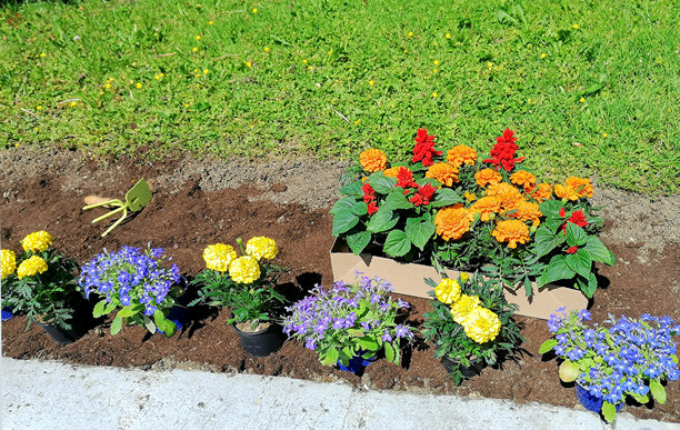 在花园里种花。春天种花的照片。种植五彩缤纷的花坛照片。图片下载