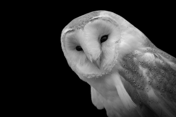 美丽的黑白照片，一只可爱的猫头鹰在黑色背景上向前看。图片下载
