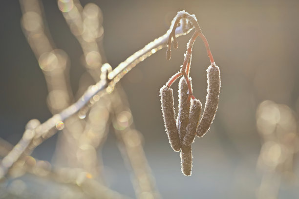 树枝上的霜和雪。美丽的冬季季节背景。冰冻自然的照片。图片下载
