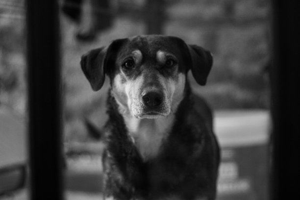 可爱的小狗黑白照片，窗外拍摄的画面图片下载