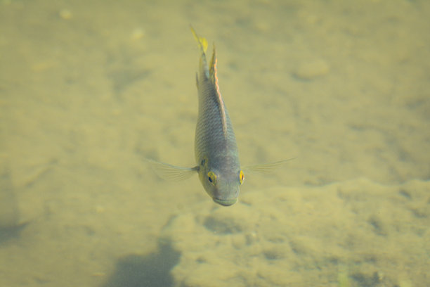 一张鱼在水面附近游泳的照片。图片下载