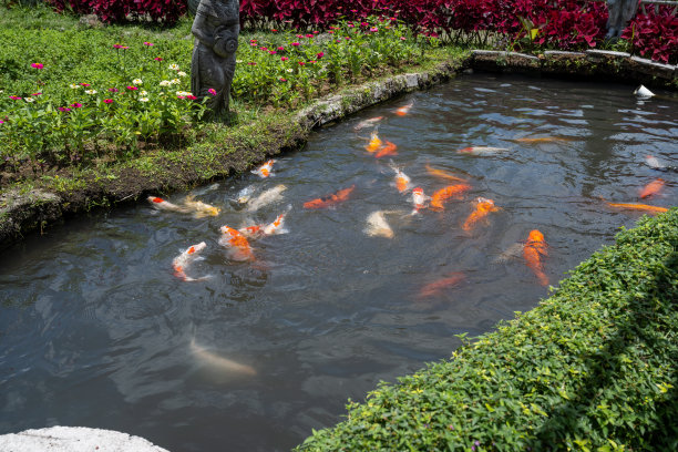 印尼巴厘岛 - 2024年10月22日：黑色背景下的锦鲤，锦鲤风景照片图片下载