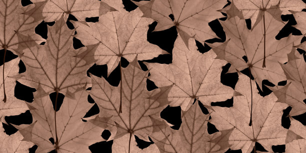 自然秋叶的极简趋势秋季横幅，摩卡慕斯色的秋叶在黑色背景上，2005年流行色，棕色秋季枫树叶子特写照片，植物纹理图片下载