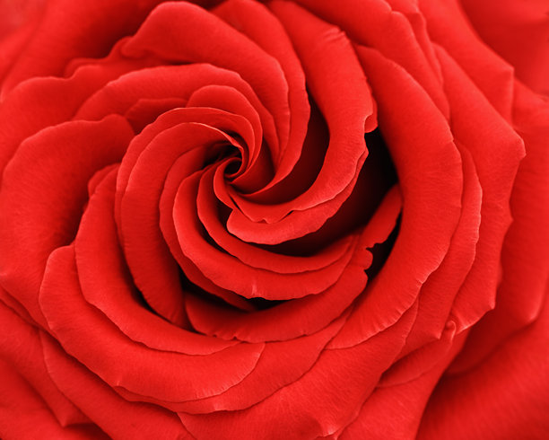 红玫瑰花背景，花卉美学自然特写图案，植物设计背景，花卉俯视照片，盛开的玫瑰花瓣宏观美景自然壁纸，红色渐变图片下载