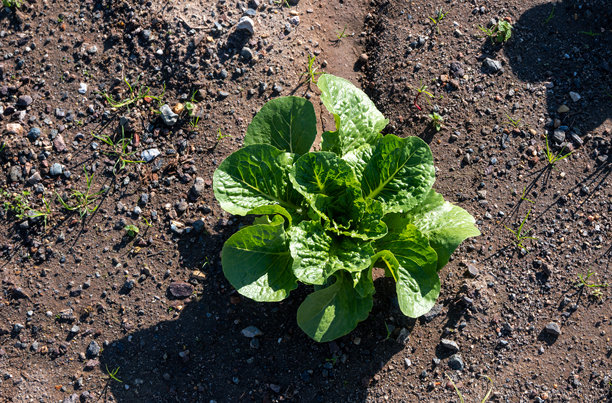 从上方俯视的特写照片显示了一颗生菜在土壤上。图片下载
