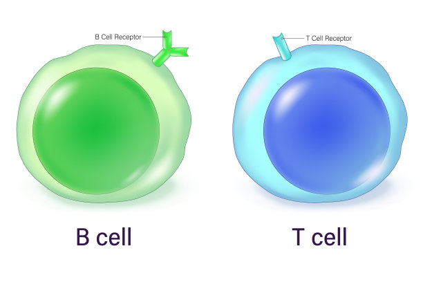T细胞和B细胞载体。适应性免疫系统。T淋巴细胞和B淋巴细胞。T细胞受体和B细胞受体。图片下载