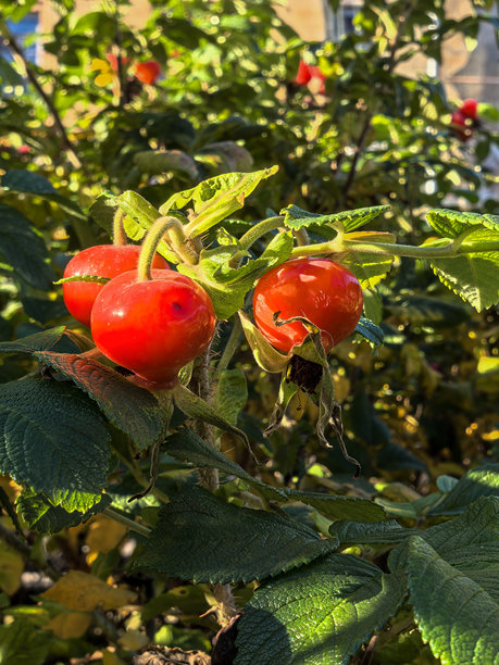 鲜艳的红色玫瑰果在阳光下的郁郁葱葱的绿丛中摇曳。照片使用智能手机拍摄。图片下载