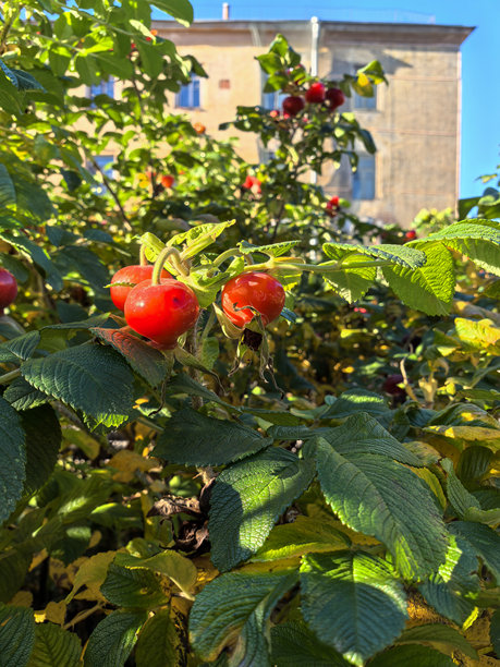 鲜艳的红色玫瑰果在阳光下的郁郁葱葱的绿丛中摇曳。照片使用智能手机拍摄。图片下载