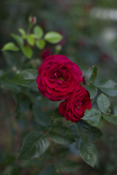 美丽的红玫瑰在花园中，特写照片。图片下载