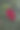美丽的红玫瑰在花园中，特写照片。图片下载