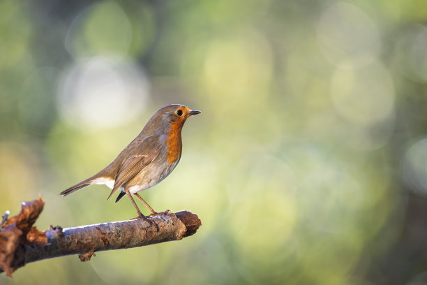 栖息在树枝上的鸟（知更鸟），背景为模糊的散景。特写细节照片图片下载
