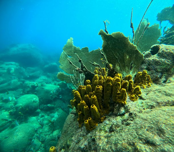 加勒比海的水下珊瑚礁：瓜德罗普的黄色管海绵、海扇、海鞭和软珊瑚的海底照片图片下载