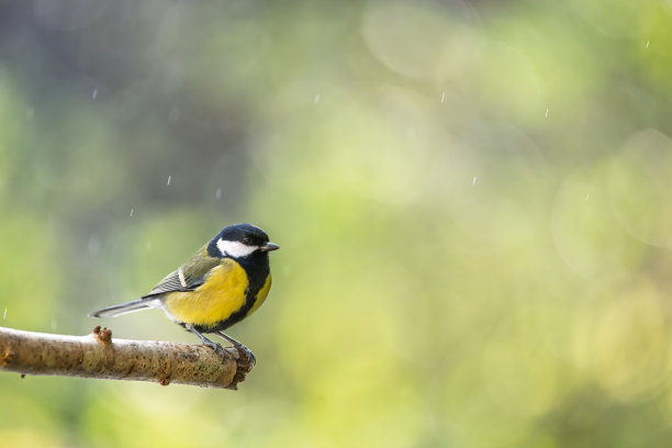栖息在树枝上的鸟（大山雀），背景为模糊的散景。特写细节照片图片下载