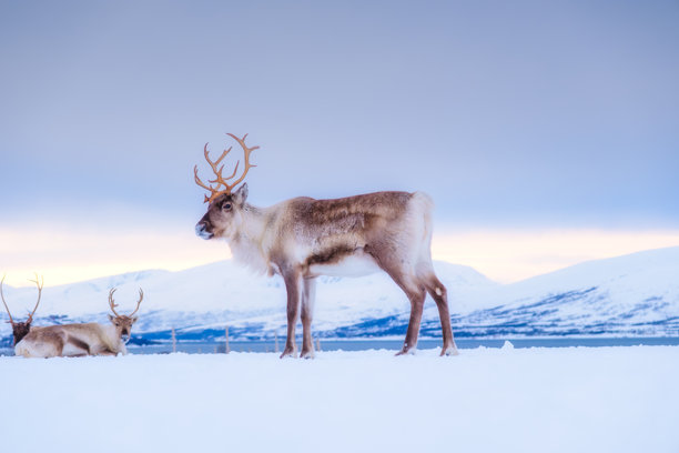 斯堪的纳维亚的驯鹿。自然中的野生动物。农场上的家畜。冬季和动物。寒冷的天气和霜冻。适合明信片、背景和壁纸的照片。图片下载