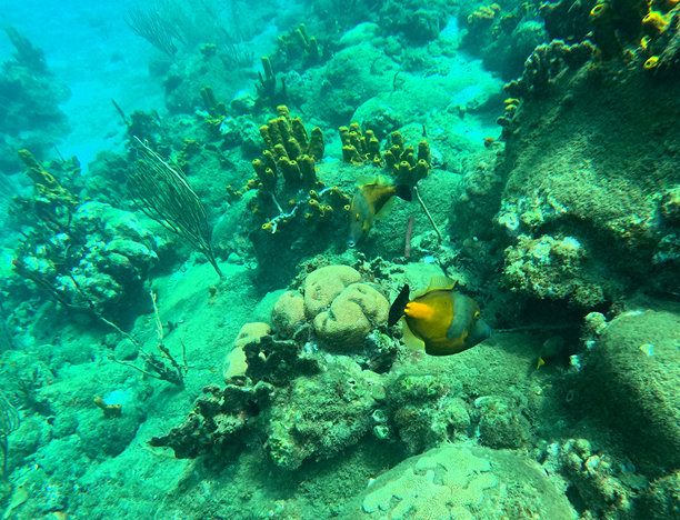 加勒比海礁石中的白斑文件鱼，游近黄色海绵管，水下照片图片下载