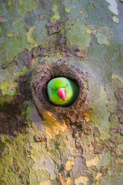 玫瑰环鹦鹉。栖息在树枝上的鸟。模糊的背景。野生动物。适合用作壁纸或背景的照片。图片下载