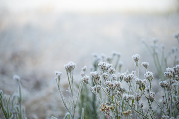 霜冻和阳光下的草地。白色霜冻中的精致冰冻花朵。艺术照片。清新与温柔。秋天的第一次霜冻。草和花朵上的白霜。图片下载