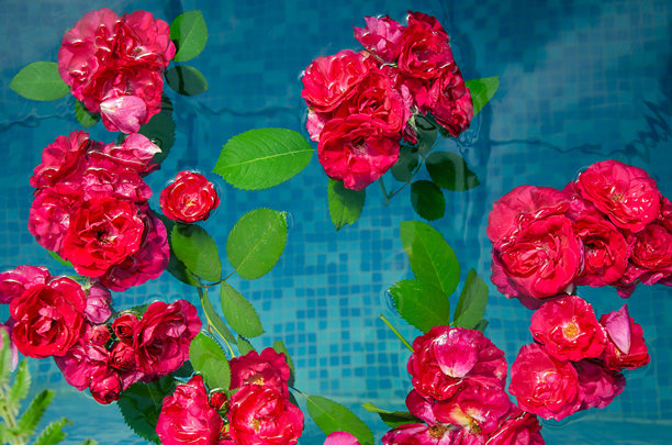 蓝色背景上红玫瑰和花瓣漂浮在水中的横向图片，俯视图图片下载