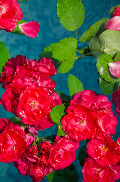 蓝色背景上红玫瑰和花瓣漂浮在水中的垂直照片，俯视图图片下载