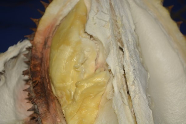 特写照片展示了猫山王榴莲（Durio zibethinus），其厚实的金黄色果肉，热带水果。图片下载