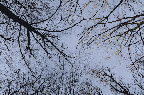 透过树枝看到的天空。冬季森林没有叶子。底部视角背景。神秘的照片。图片下载