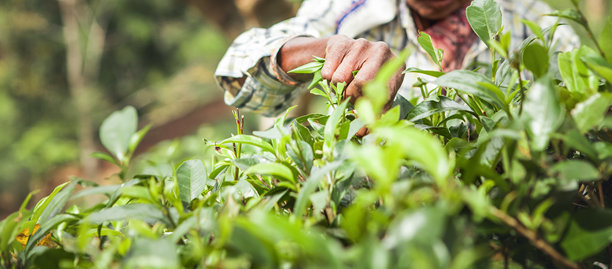 特写照片，显示一位年长女性的劳作双手在亚洲山地种植园努瓦拉埃利亚传统方式采摘新鲜的茶树（Camellia Sinensis）叶子。农业、勤劳的人们、茶叶生产的概念。图片下载