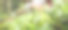 特写照片，显示一位年长女性的劳作双手在亚洲山地种植园努瓦拉埃利亚传统方式采摘新鲜的茶树（Camellia Sinensis）叶子。农业、勤劳的人们、茶叶生产的概念。图片下载