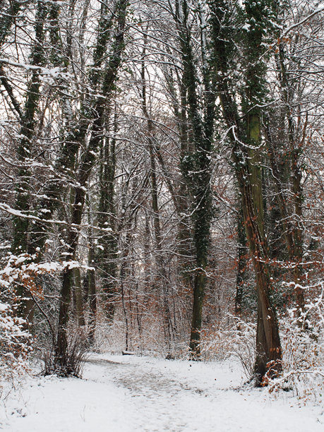 德国波恩科滕福斯特森林中阳光明媚的一月雪覆盖冬季风景的竖版照片图片下载