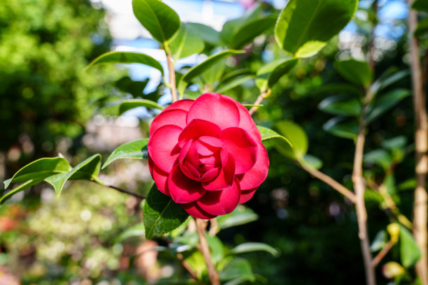 盛开的红色山茶花特写照片图片下载