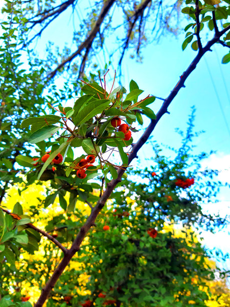 秋天树枝上的 Rowan。美丽的秋季自然照片。图片下载