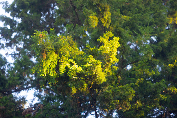 秋季树叶特写照片，柔焦效果，展现绿色和黄色的变化，浅景深，阳光透过树冠形成温暖的氛围，斑驳的光影。图片下载