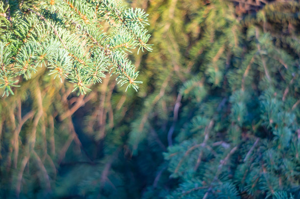 这张图片展示了一幅扭曲的梦幻般的松树枝条照片，针叶呈现出不同的绿色阴影。光源来自右上方，形成了对比和曲线。图片下载