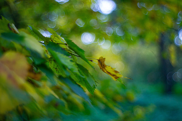 秋季或晚夏落叶树叶的特写照片，绿色和黄色的色彩，虚化背景，阴云密布的天空，柔和的阳光，景深效果图片下载