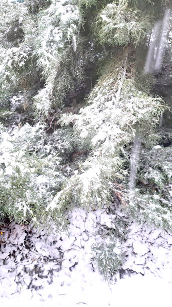 冬季雪下的云杉树。寒冷的天气，街道，彩色照片图片下载