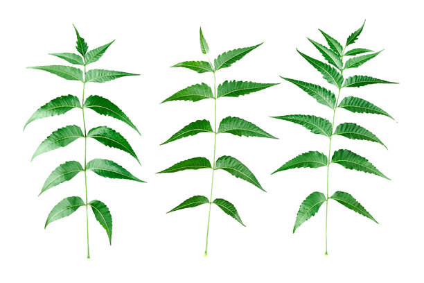 一组透明背景上的印度楝树绿色叶子，三张详细的植物照片突出显示了印度楝叶片的对称排列和锯齿边缘。图片下载