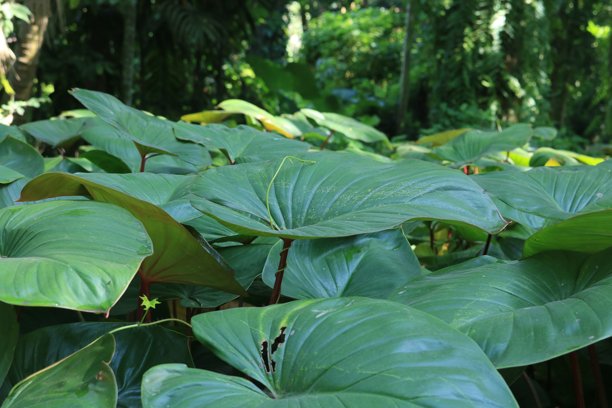 从物体顶部看到的非常美丽的装饰性莲叶，这种植物常用于花园中的观赏植物，这张照片是在风景中拍摄的。图片下载