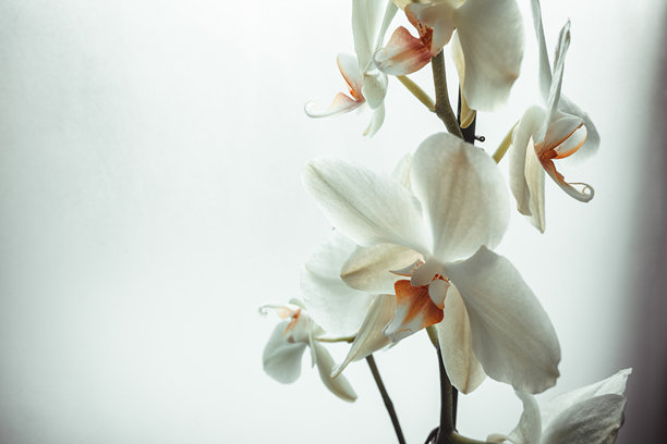 盛开的兰花在模糊的光背景下，特写。蝴蝶兰花适用于出版、设计、海报、日历、帖子、屏保、壁纸、明信片、横幅、封面。高质量照片图片下载