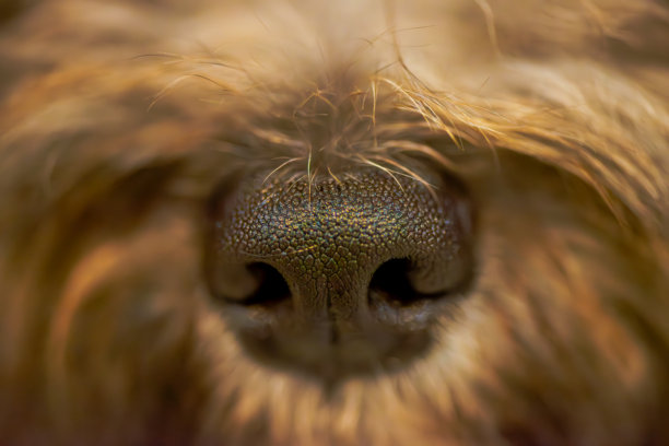 好奇心捕捉：水洼鼻子的微距照片图片下载