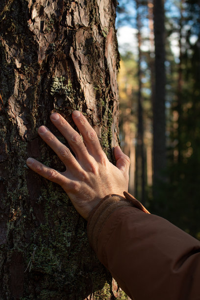这张照片展示了一只手轻轻放在树木的纹理树皮上。图片下载