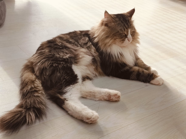 一只长毛的棕白相间的猫躺在地板上，全身照片图片下载